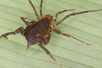 Media type: image;   Invertebrate Zoology 140068